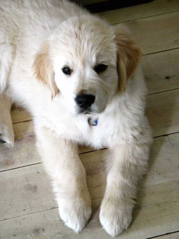 Dozer-puppy