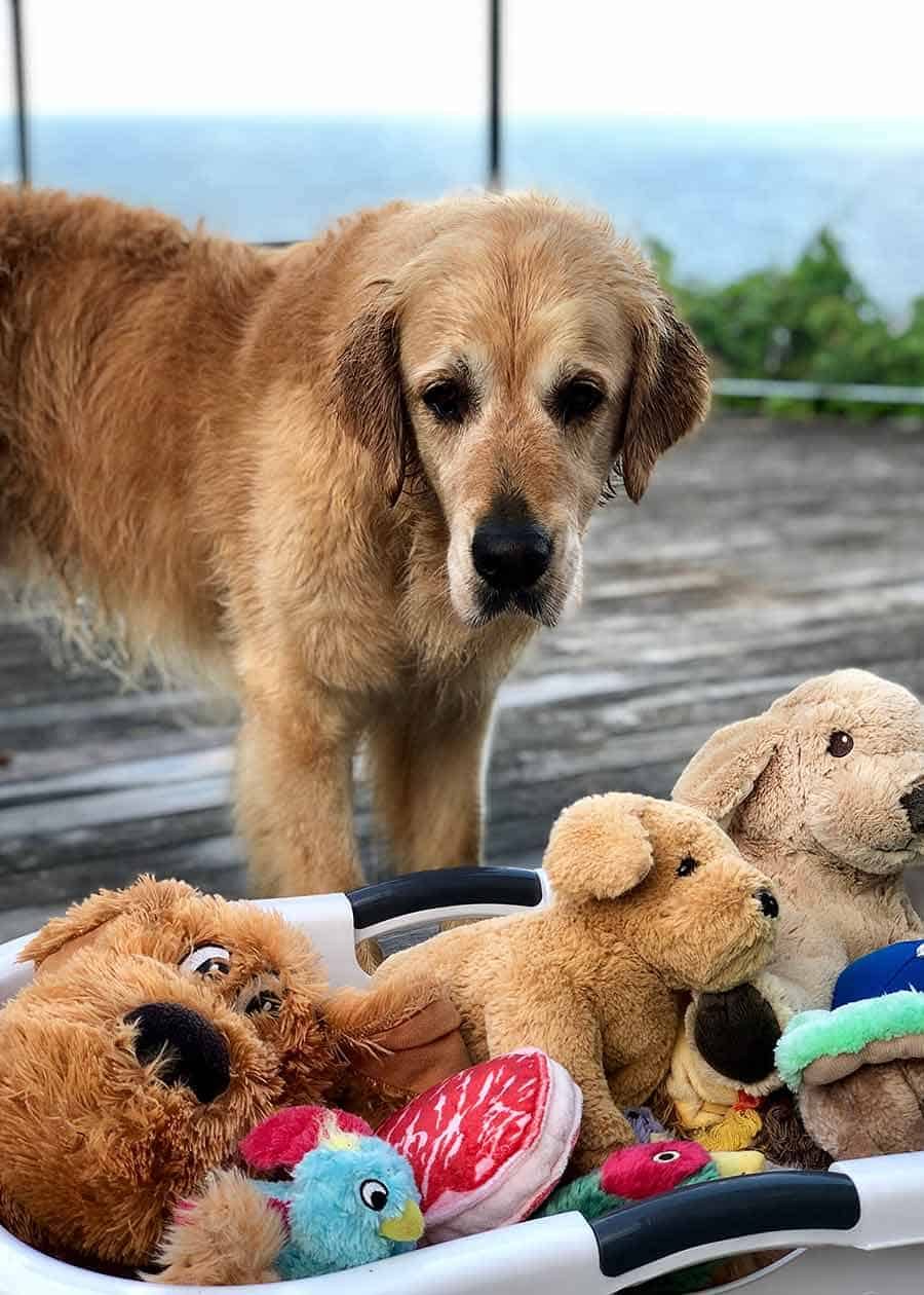 Dozer toys laundry