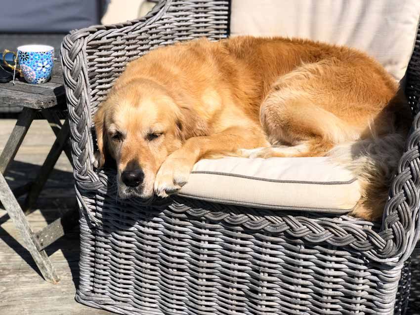 Dozer curled up on wicker armchair