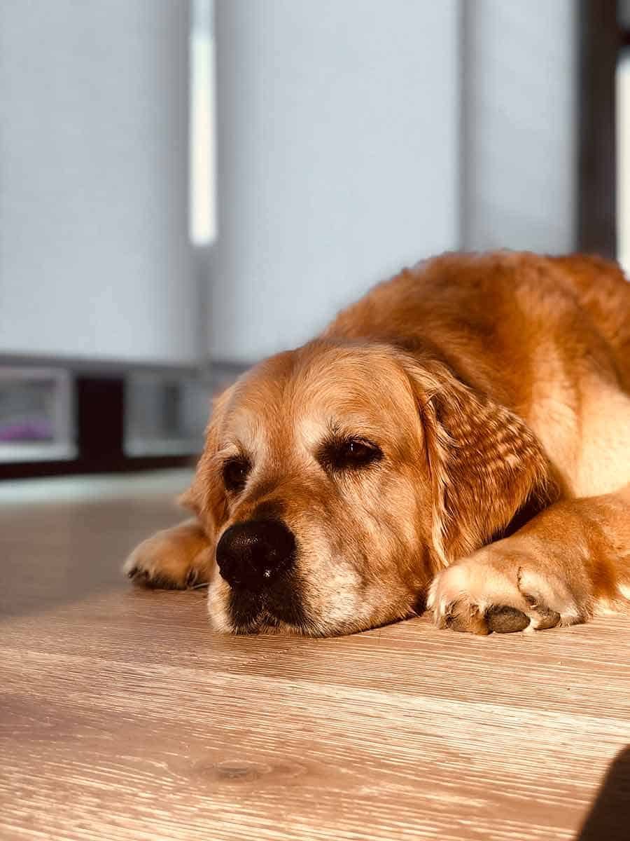 Dozer the golden retriever dog crimped ears Newport