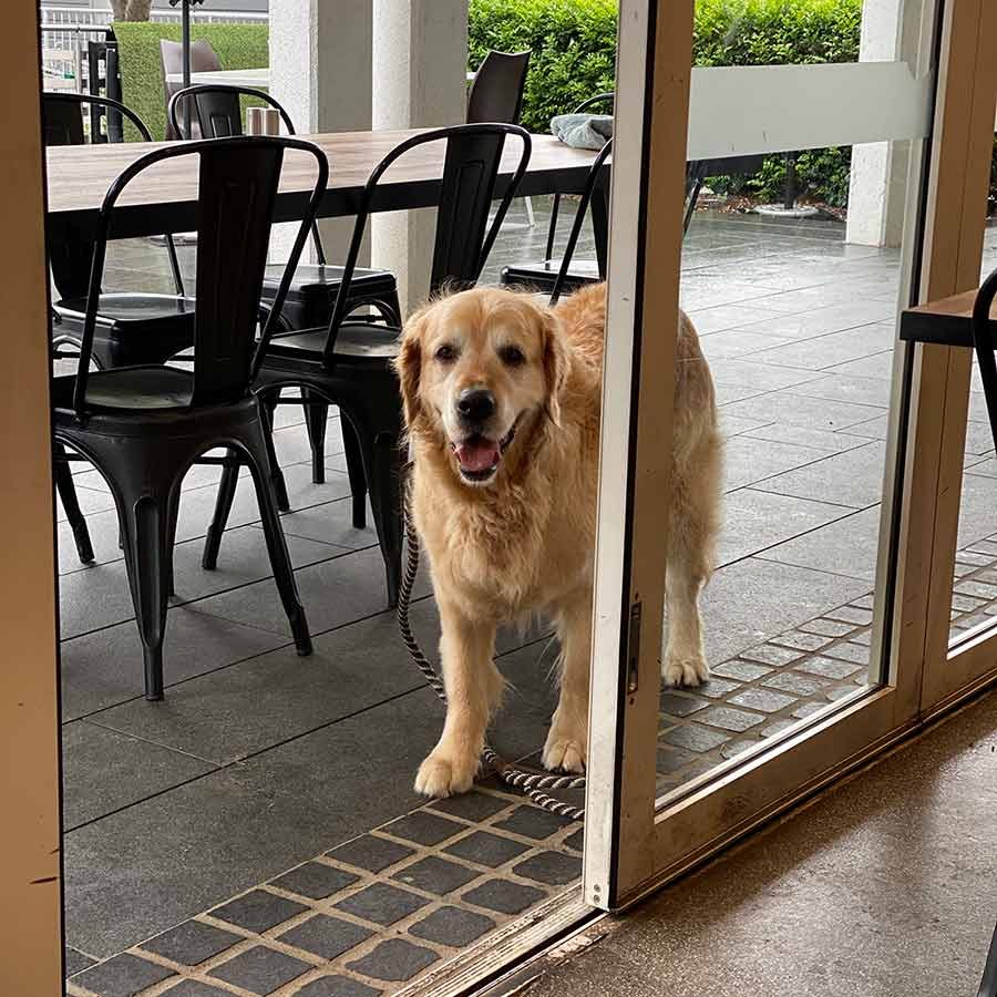 Dozer-outside-cafe