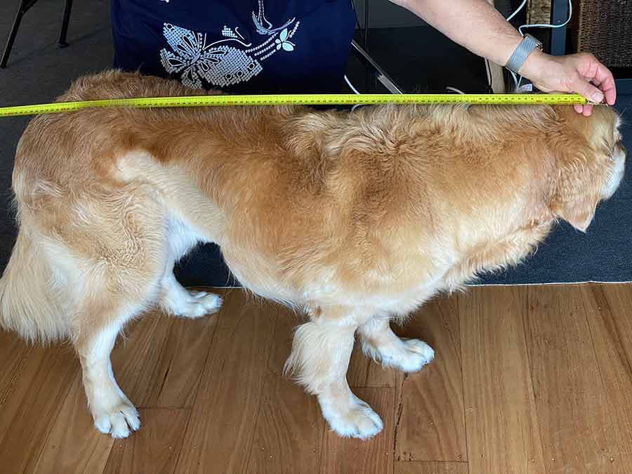 Measuring Dozer