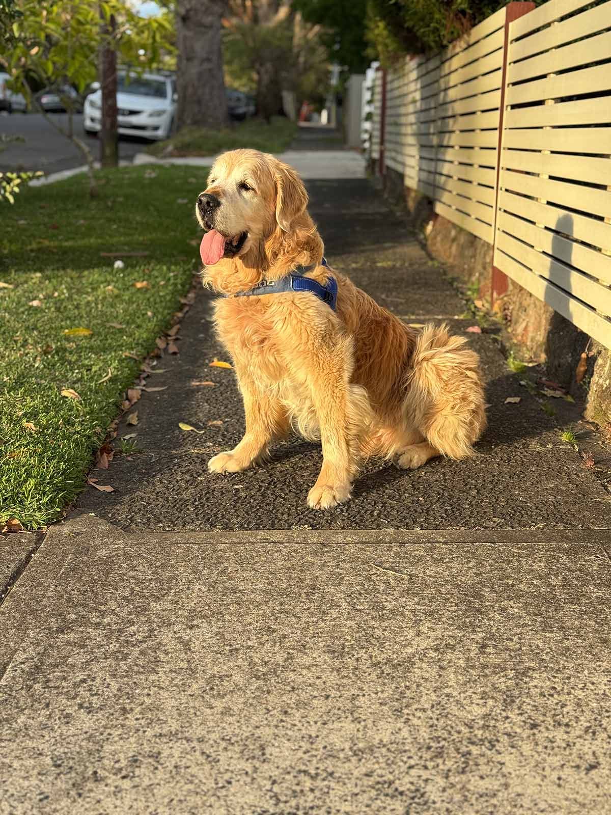 Dozer Nagi delivering Green Ginger Noodles to neighbour